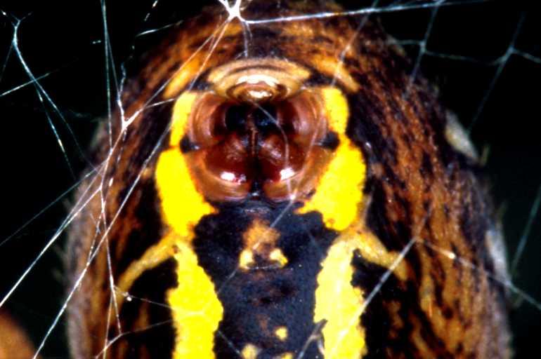 Argiope_bruennichi_P1510_Z_83_Les Gris_Frankrijk.jpg